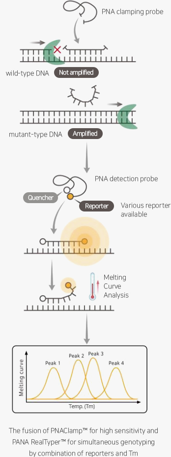 고민감도표적DNA검출을위한PNAClamp™기술과PNA프로브의리포터/ TM을조합하여10가지이상의표적을동시검출하는PANA RealTyper™기술이융합됨。